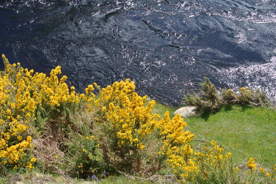 Dark, swift waters of a highland river. Strathcarron.